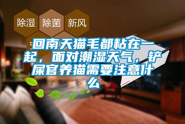 回南天貓毛都粘在一起，面對潮濕天氣，鏟屎官養貓需要注意什么
