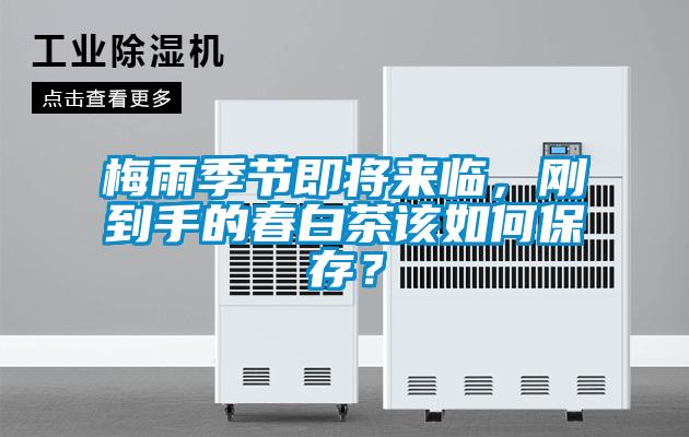 梅雨季節即將來臨，剛到手的春白茶該如何保存？